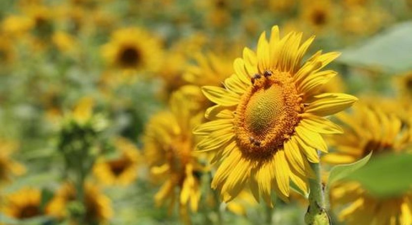 Trakya İçin Aradığınız Herşeyi Bulabileceğiniz Adres Belli Oldu